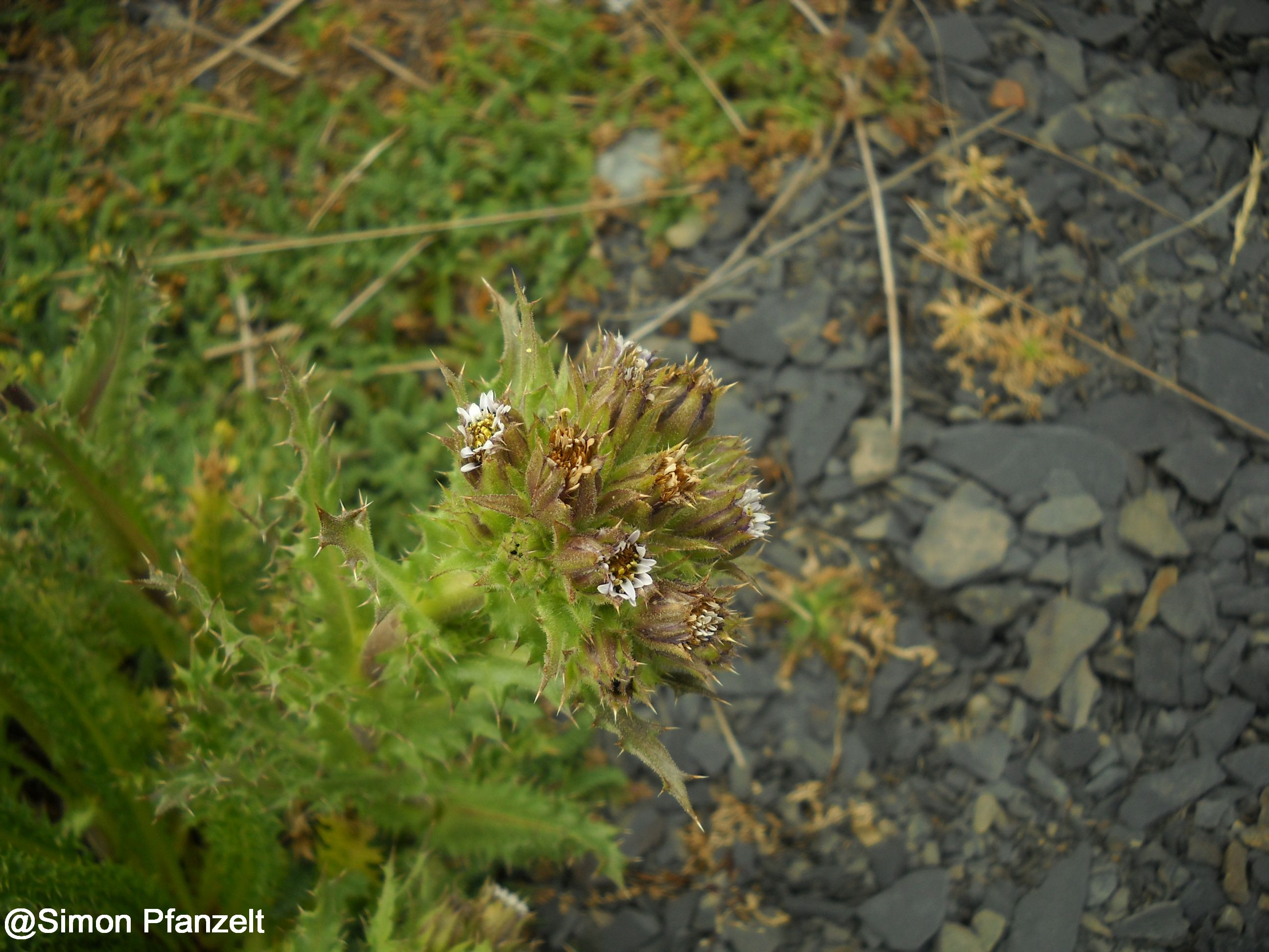 Perezia multiflora (Humb. & Bonpl.) Less. catalogoplantas.udec.cl